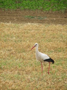 cigogne