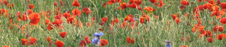 Retours de Mathilde sur son stage au Mont dOr