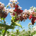 Fleurs et graines de Sarrasin