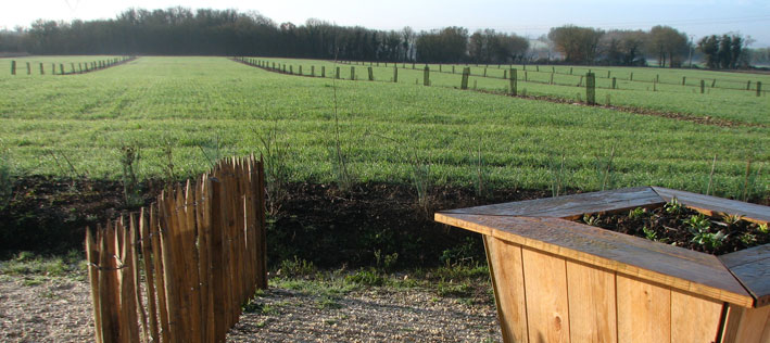 Agroforesterie et blés anciens