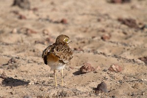 Oedicnème criard Burhinus oedicnemus Eurasian Stone-curlew © Didier Collin