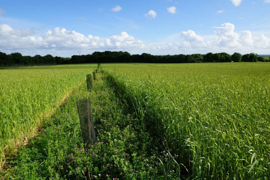 Implantation de l'agroforesterie en 2012 au cœur des blés anciens