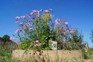 Potager en carré, accessibilité pour les plus petits