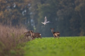 chevreuils-et-heron3.jpg