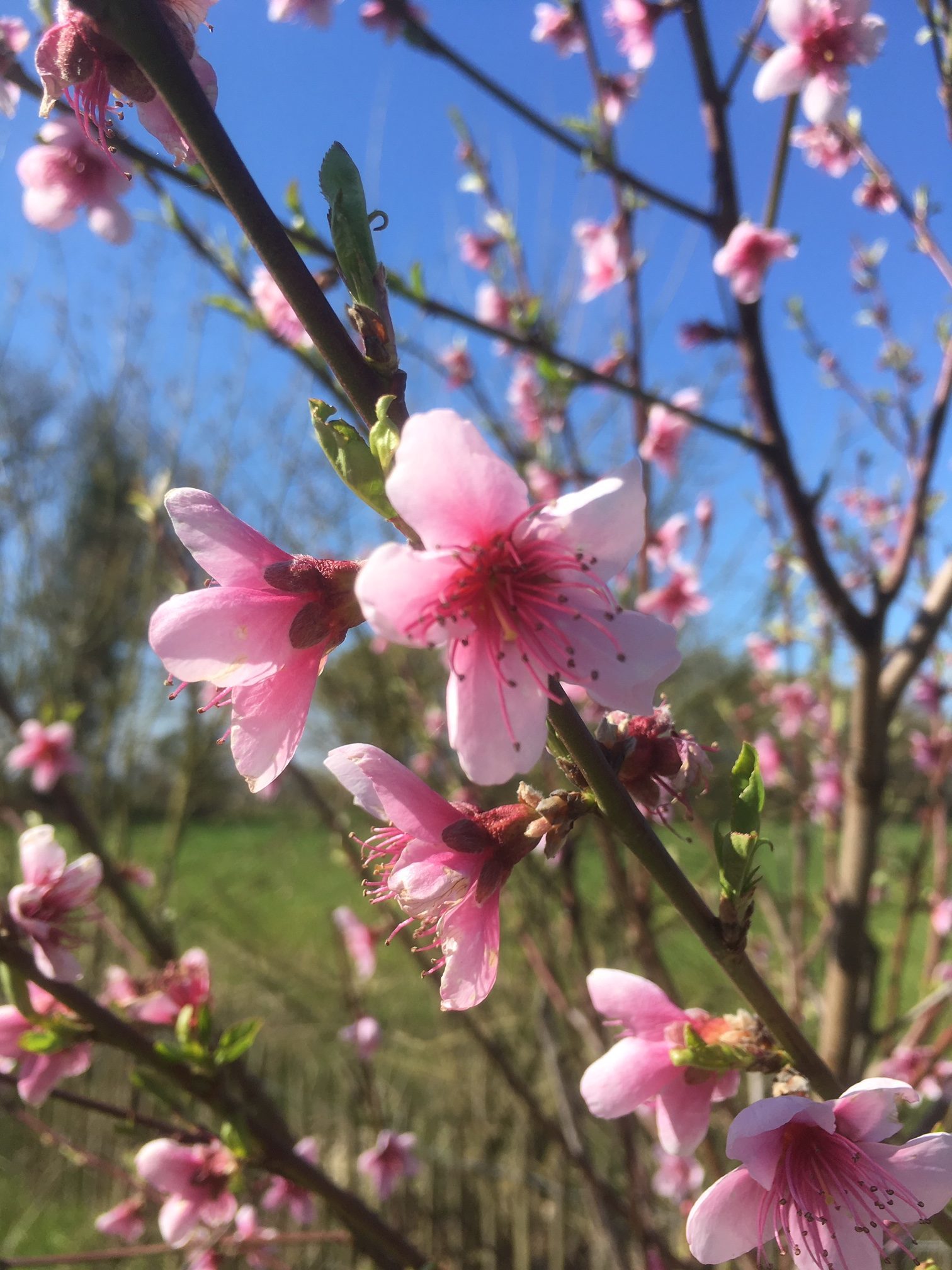Plantation d’une haie (1.5 km) – samedi 15 février 2020