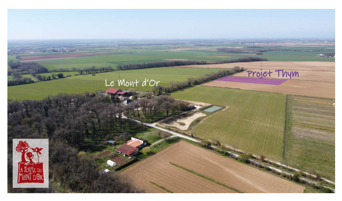 THYM La ferme du mont d'or