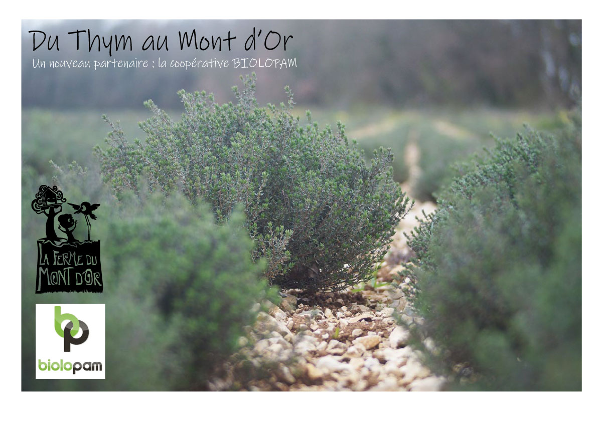 Du Thym au Mont d’Or