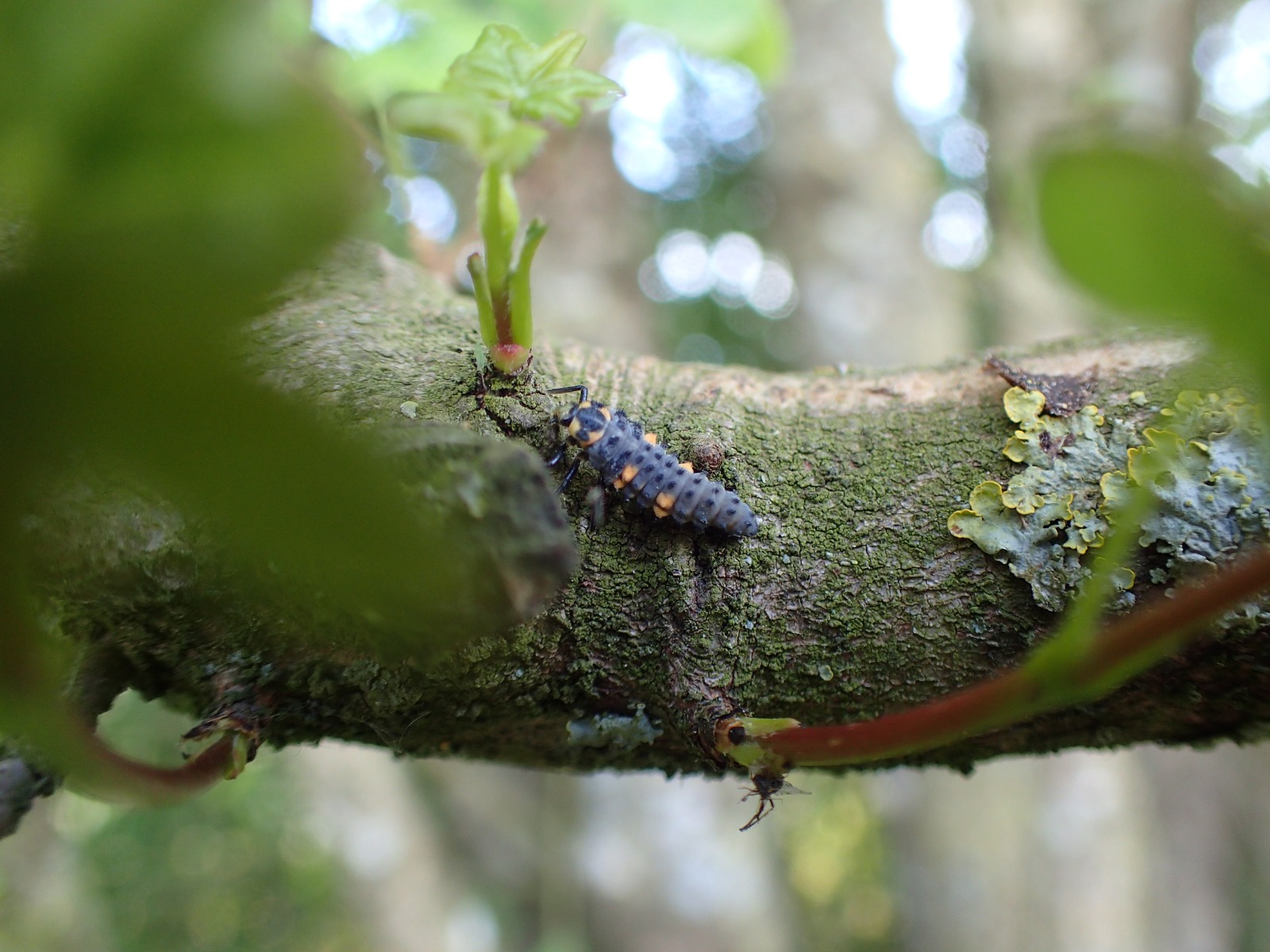 Terrain de jeux pour une formation aux auxiliaires de cultures