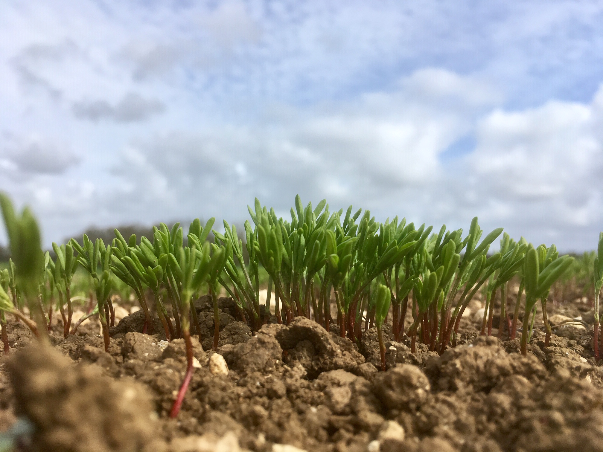 Etude du Carbone – Analyses de sols