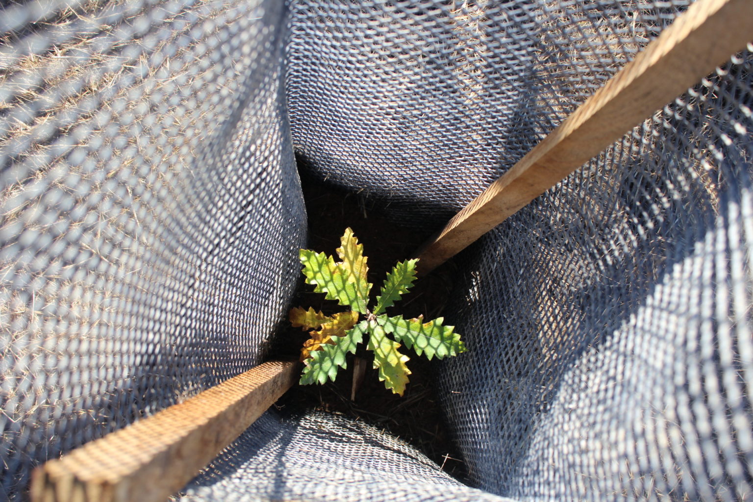 Les plantations d’arbres de 2023