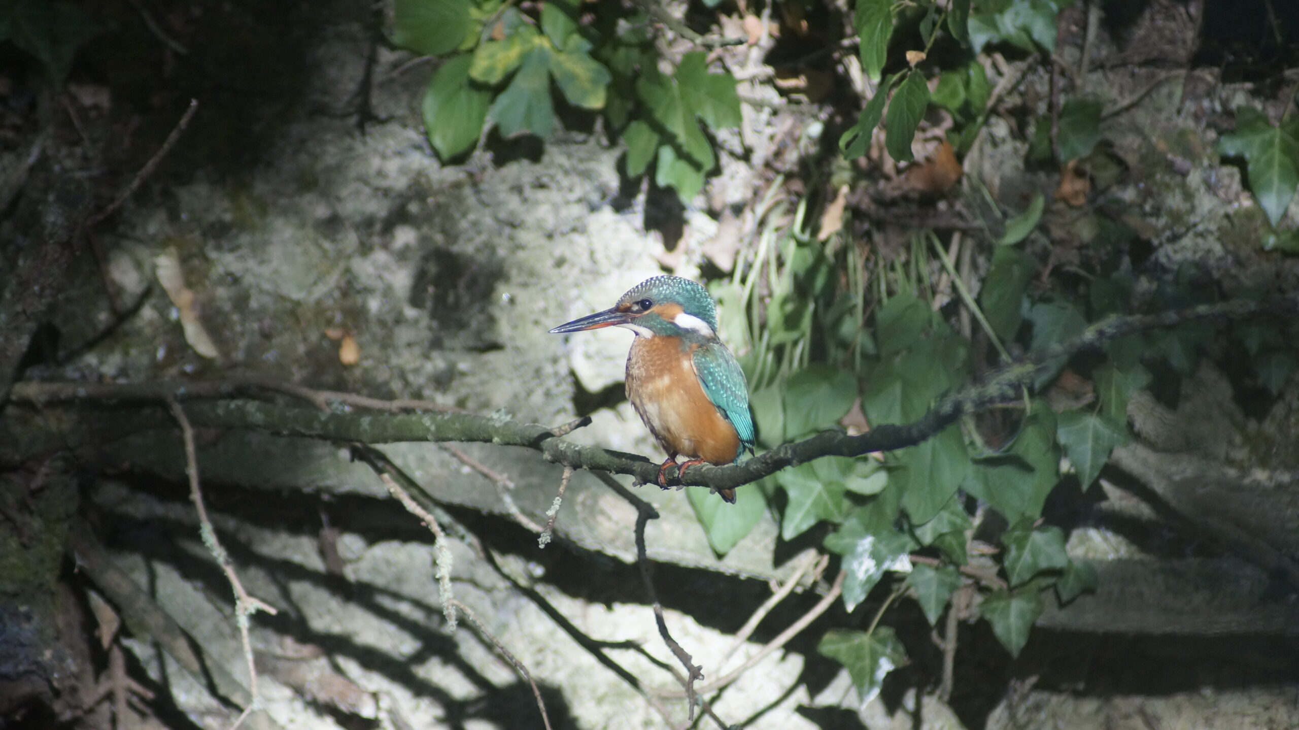 Chantier MARES en création