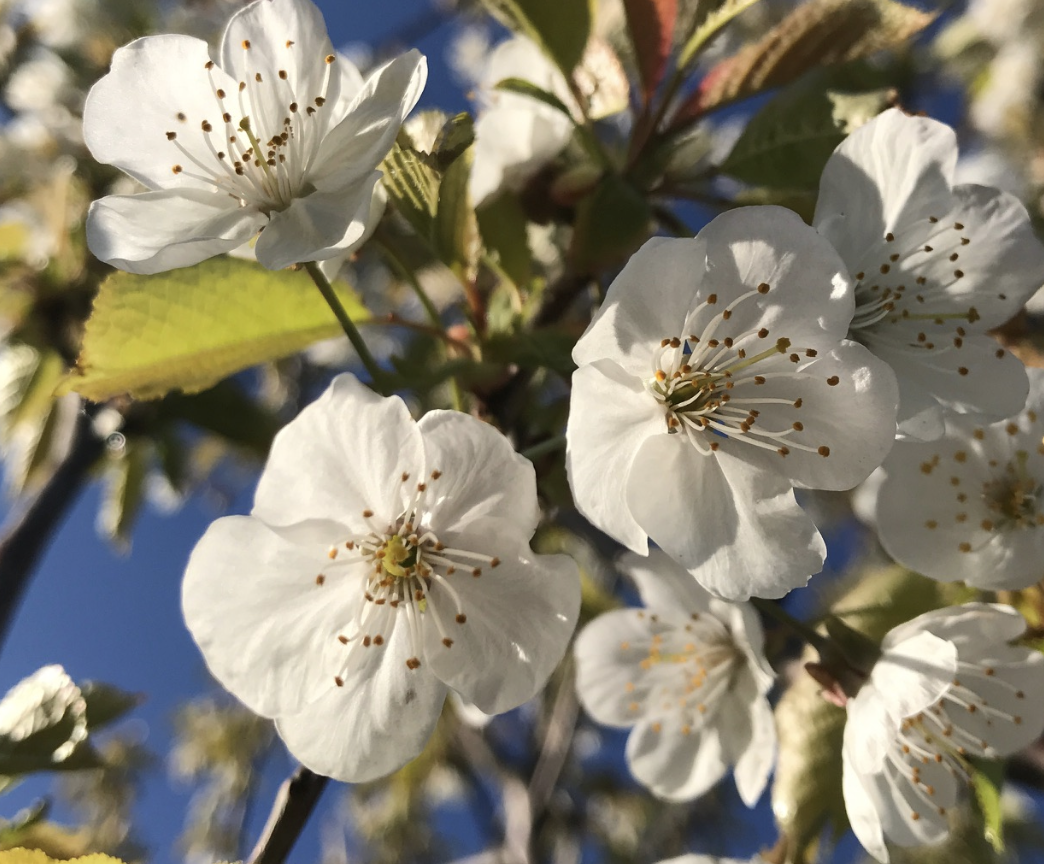 L’Arbre à Palabres #9