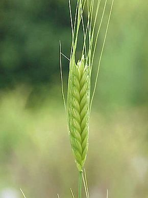 Semis de Petit Epeautre